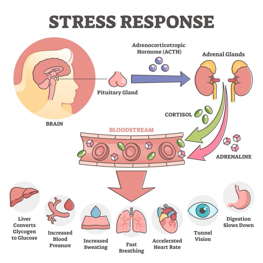 Stresszválasz